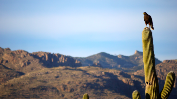 This is our new neighbor at our Tucson Cycling Camps