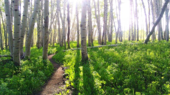 deer trail aspens